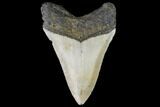 Fossil Megalodon Tooth - North Carolina #109535-2